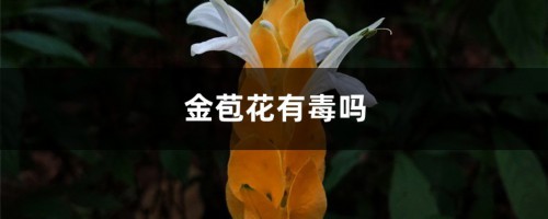 金苞花有毒吗